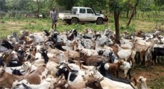 材料图沙维根基年49